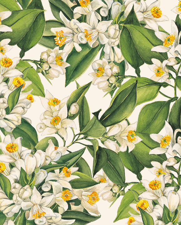 Wrap - Orange Blossom
