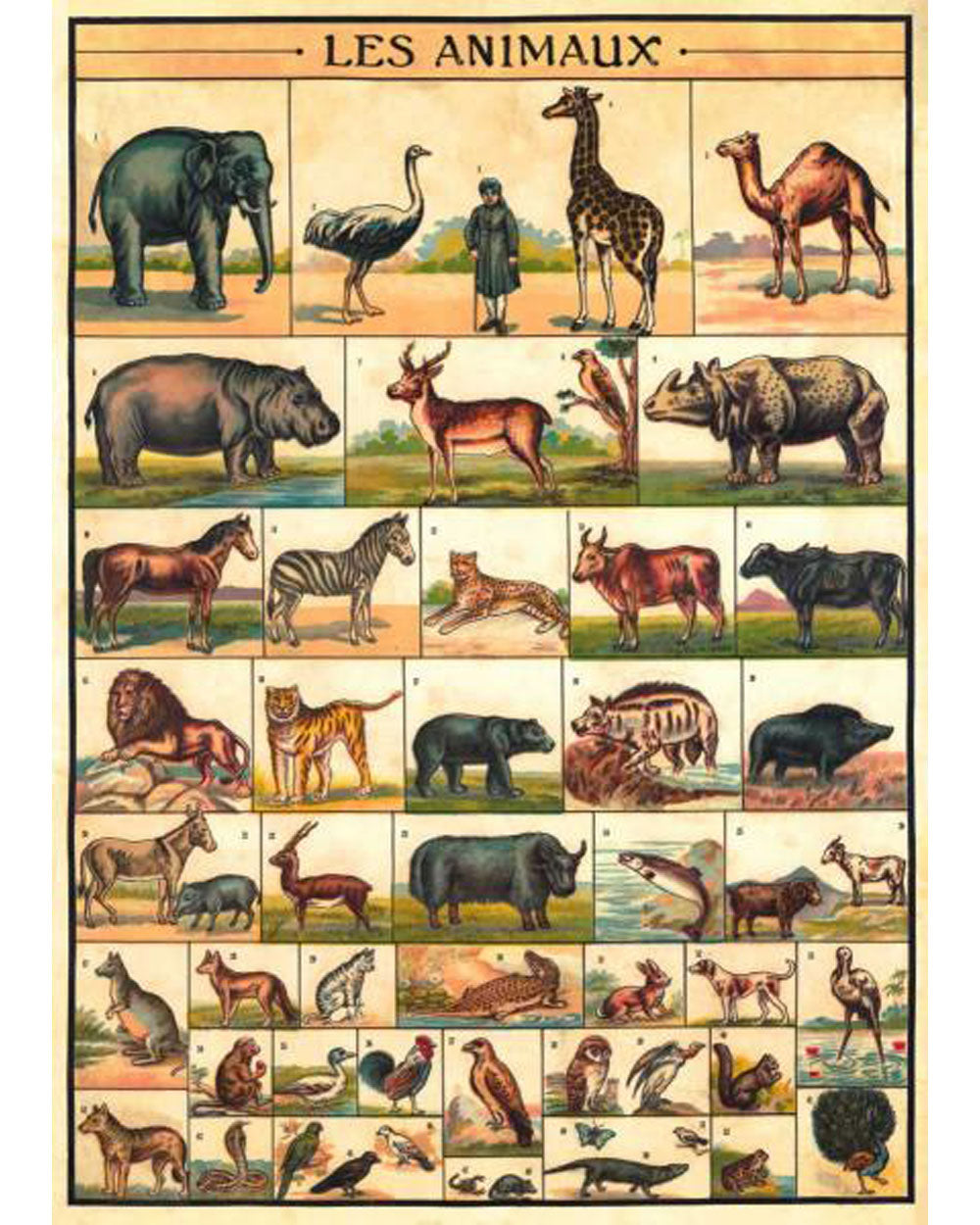 Wrap - Animals