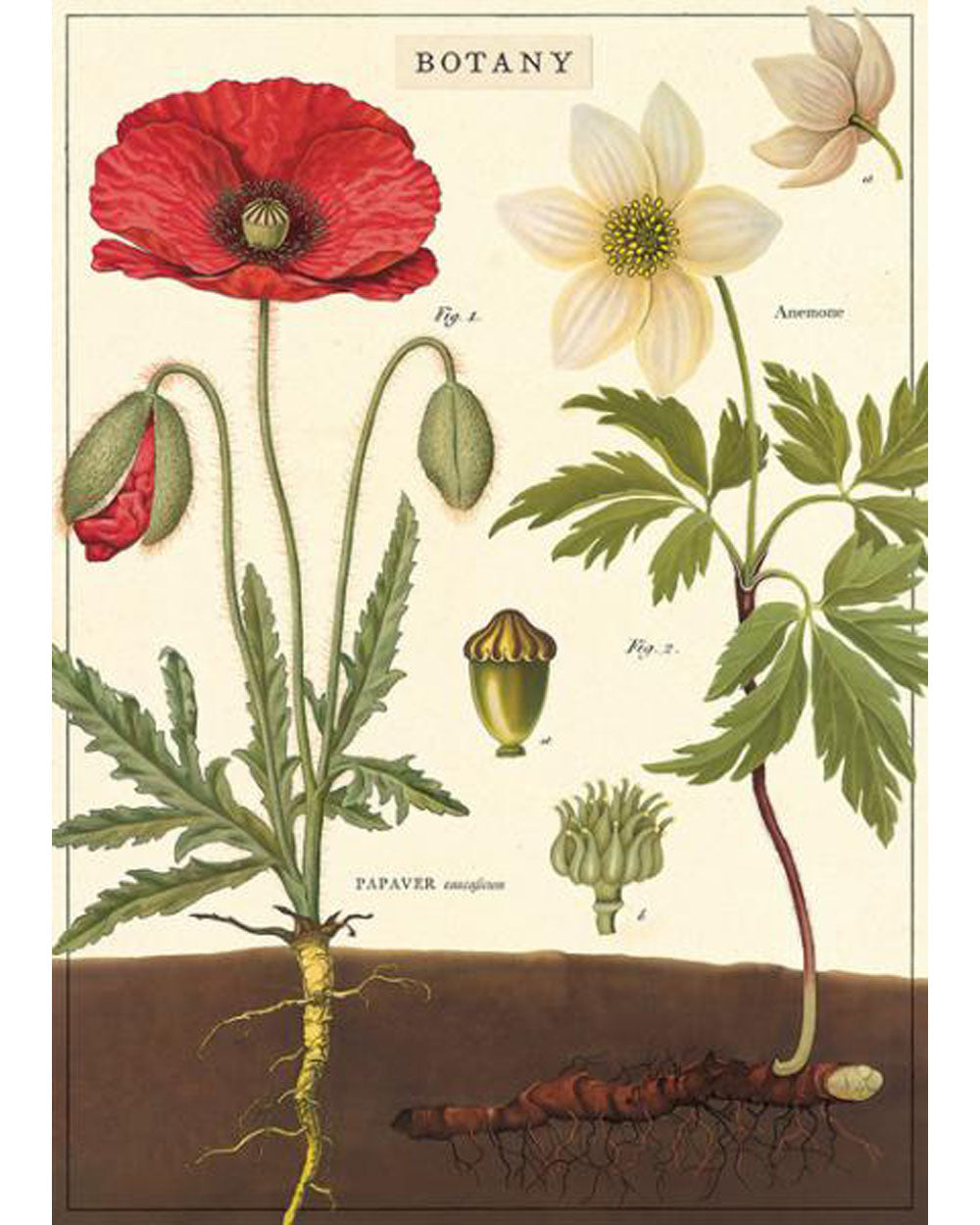 Wrap - Botany