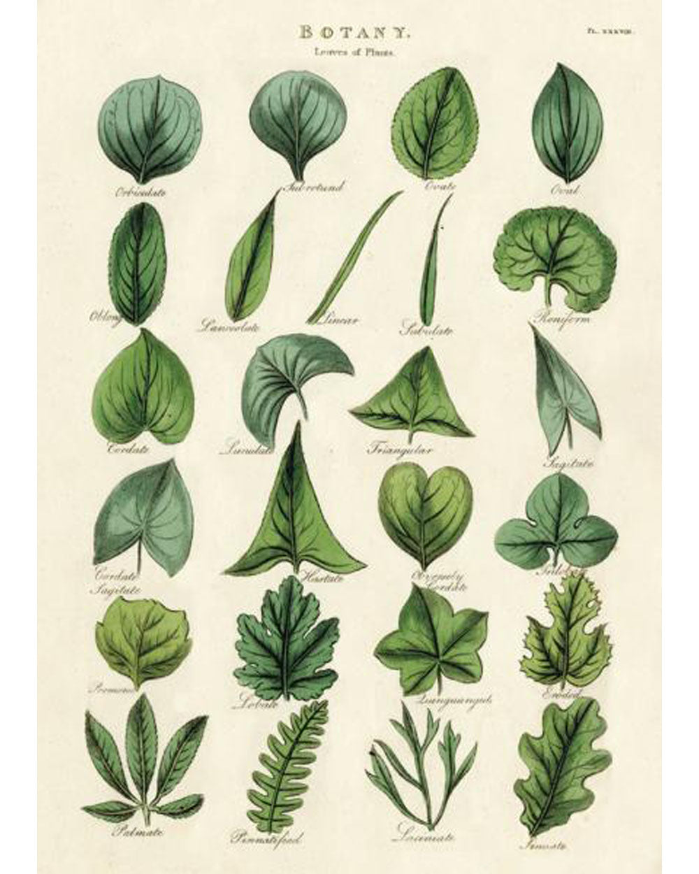 Wrap - Botany Leaves