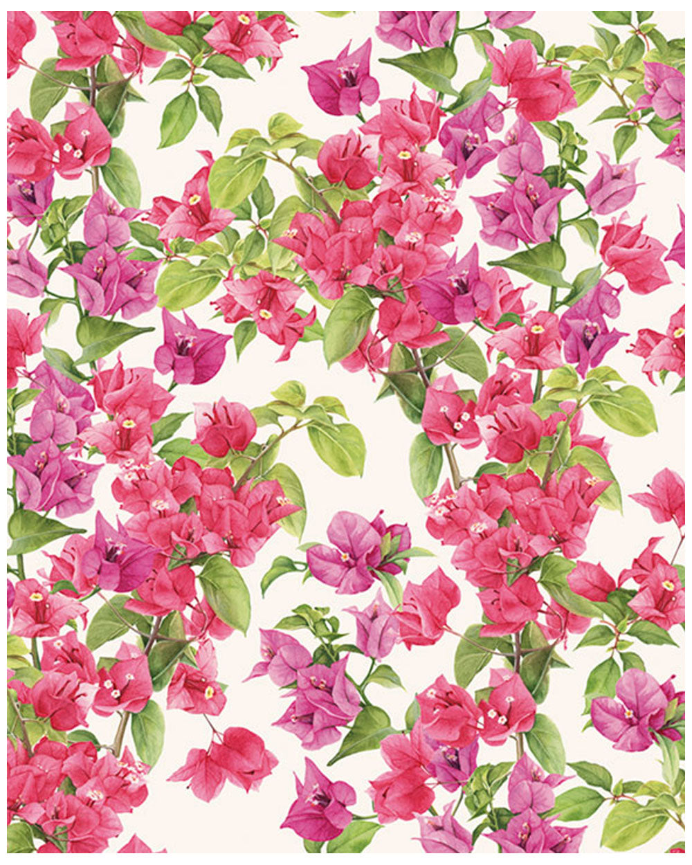 Wrap - Bougainvillea