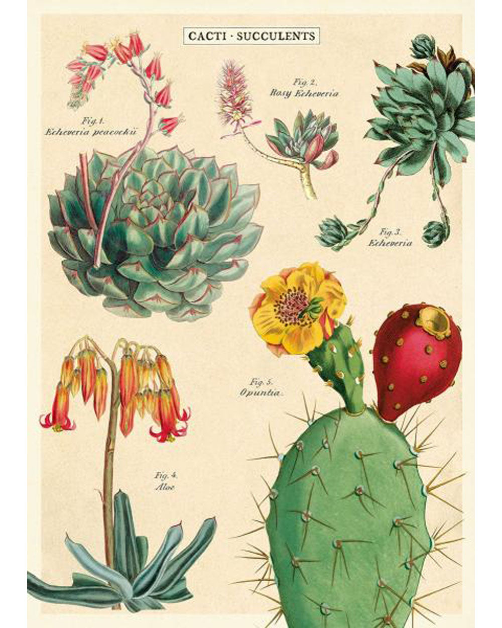 Wrap - Cacti & Succulents 2
