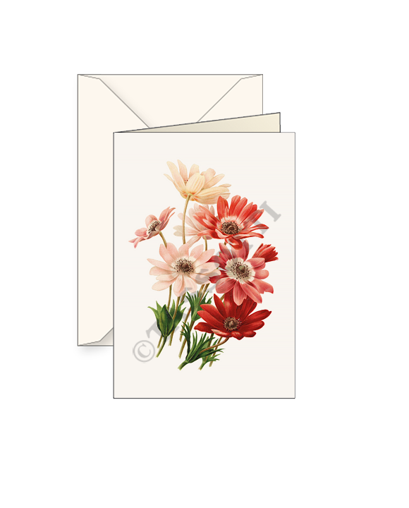 Card T - Anemone