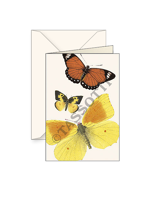 Card T - Butterflies