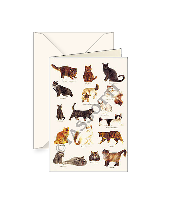 Card T - Cats