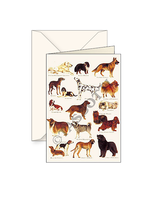 Card T - Dogs