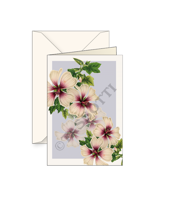 Card T - Lavatira Maritima
