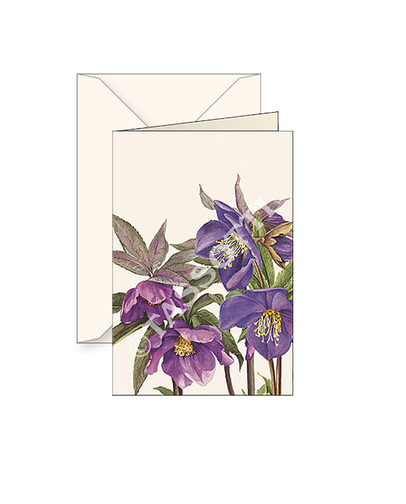 Card T - Purple Hellebores