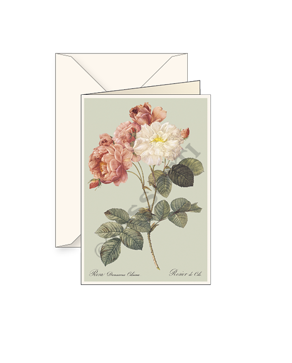 Card T - Rosa Damascena