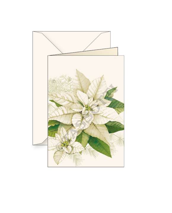 Card T - White Poinsettia