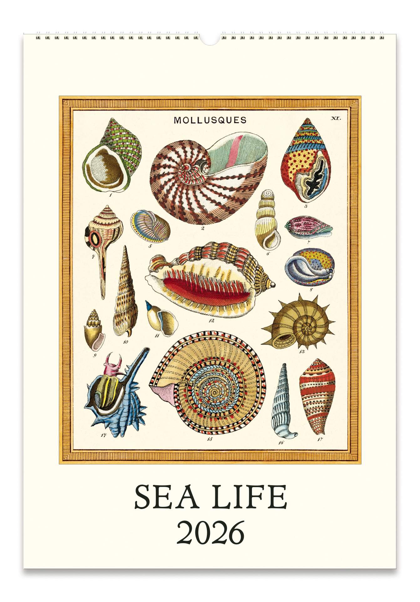 Wall Calendar - Sea Life