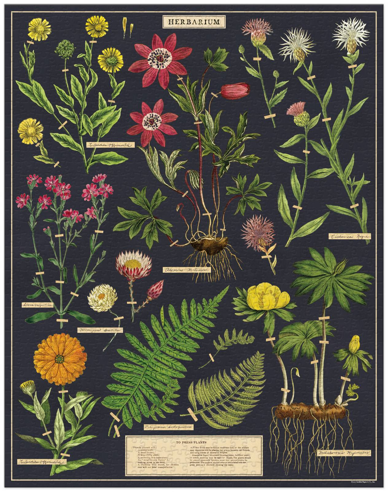 Jigsaw Puzzle - Herbarium