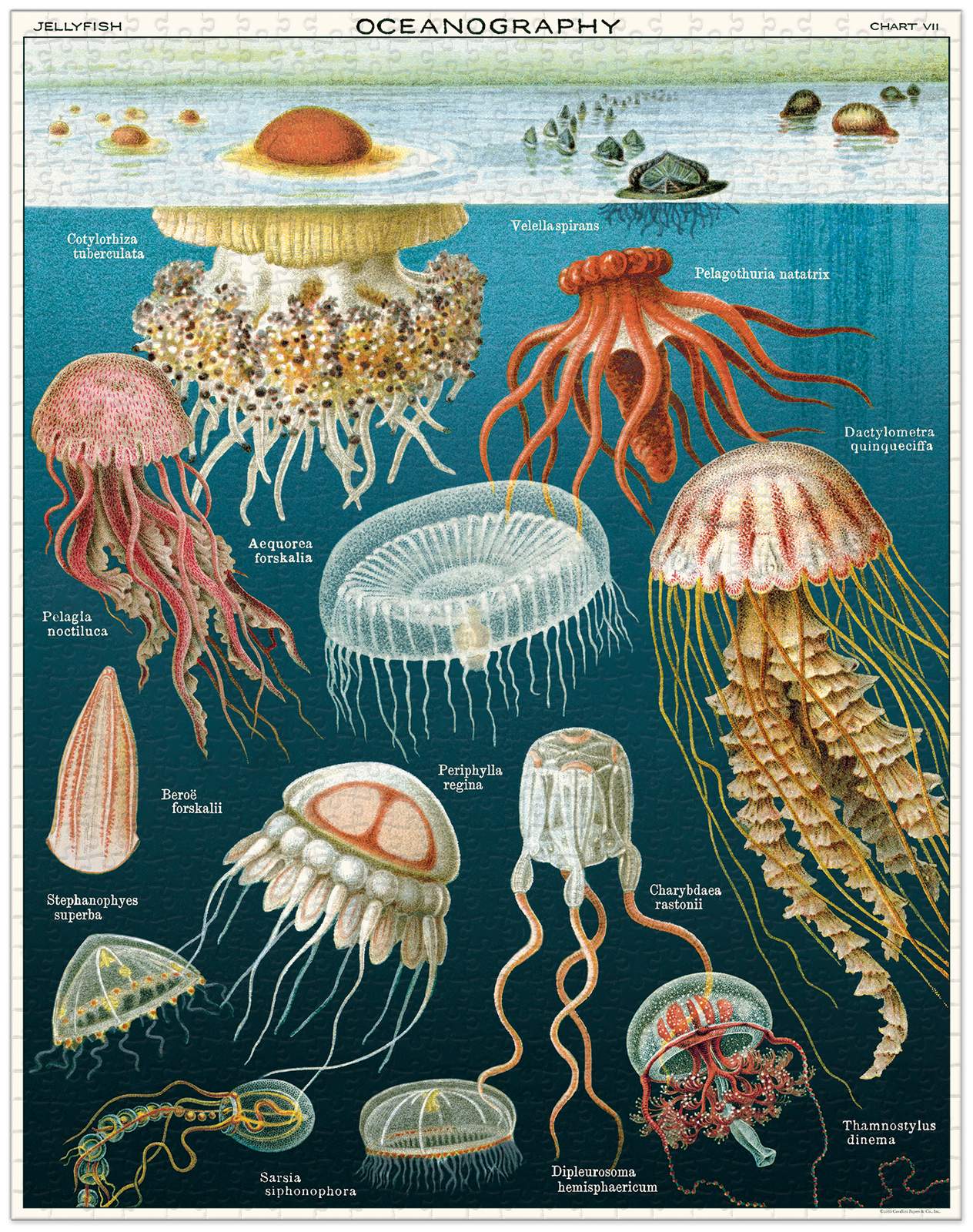 Jigsaw Puzzle - Jellyfish