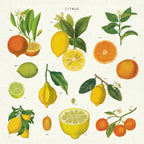 Napkins - set of 4 - Citrus
