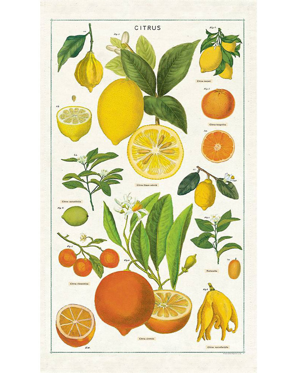 Tea Towel - Citrus