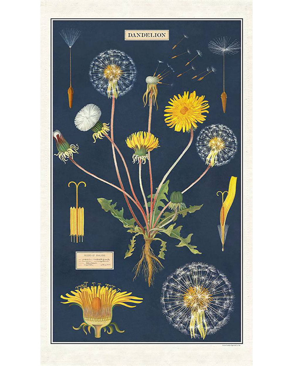 Tea Towel - Dandelion