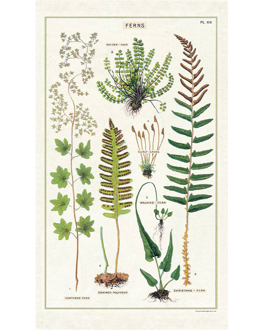 Tea Towel - Ferns