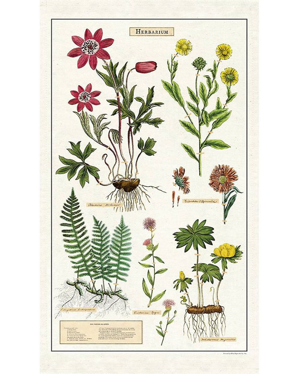 Tea Towel - Herbarium