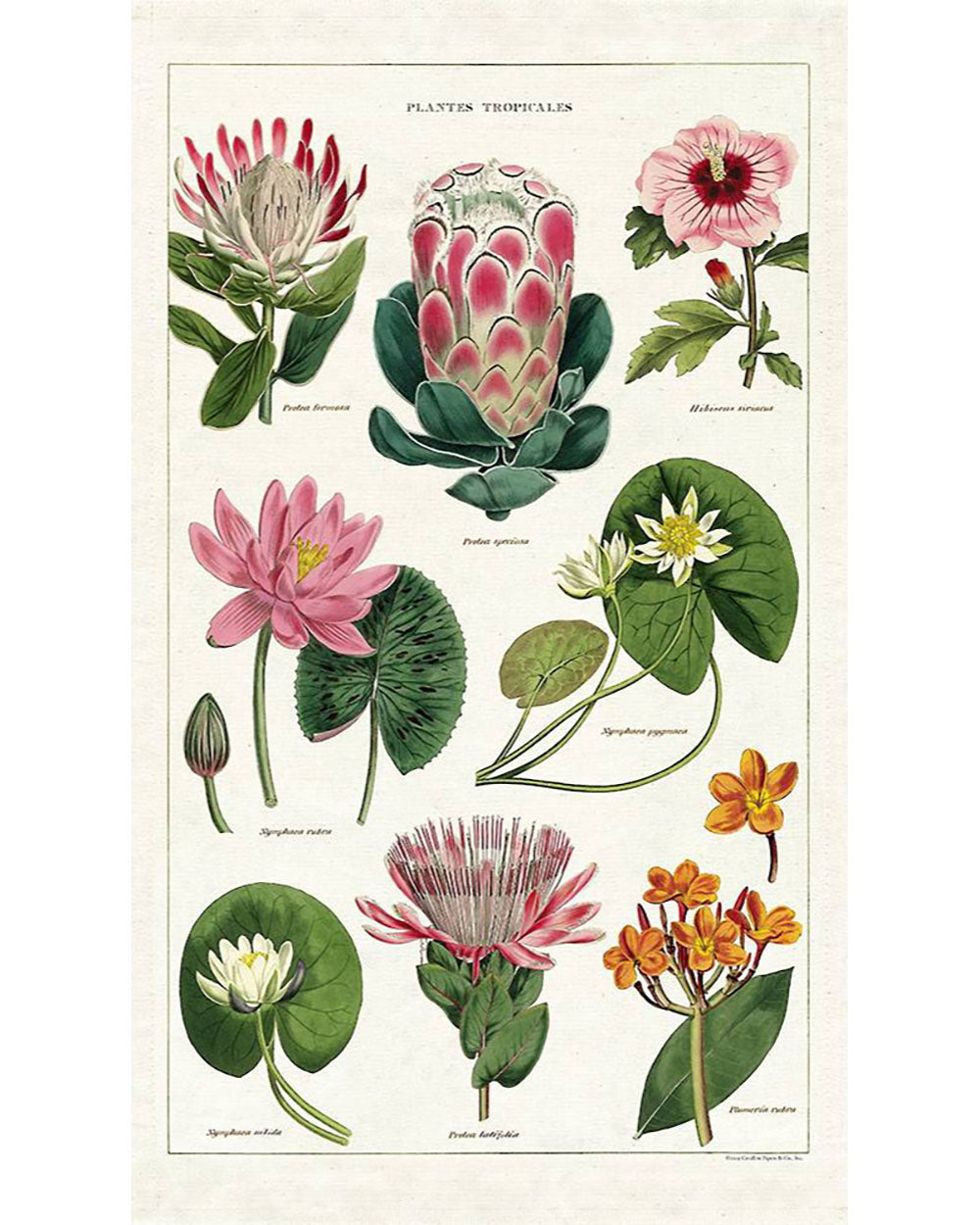 Tea Towel - Tropical Plants