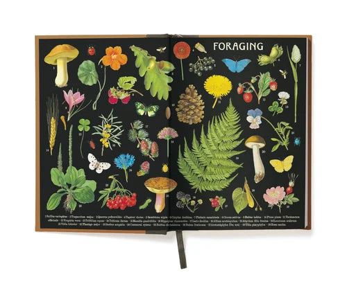 C - Window Notebook - Foraging