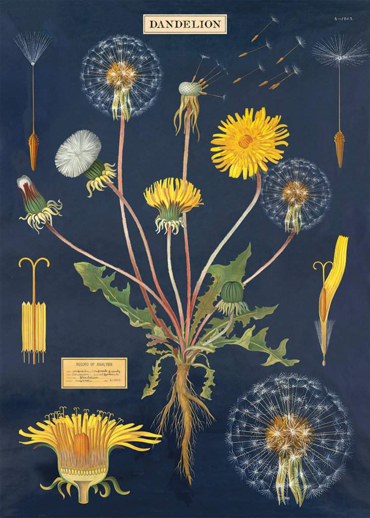 Poster - Dandelion Chart