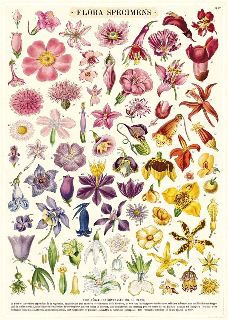 Poster - Flora Specimens