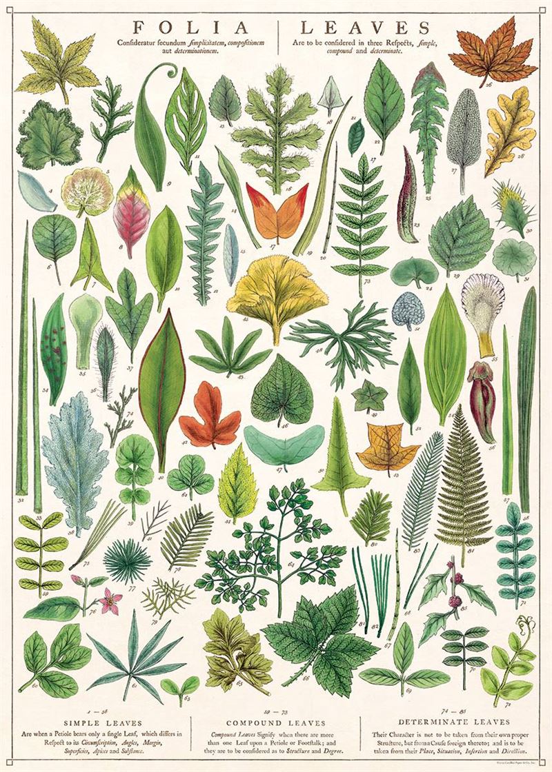 Poster - Folia (Leaves)