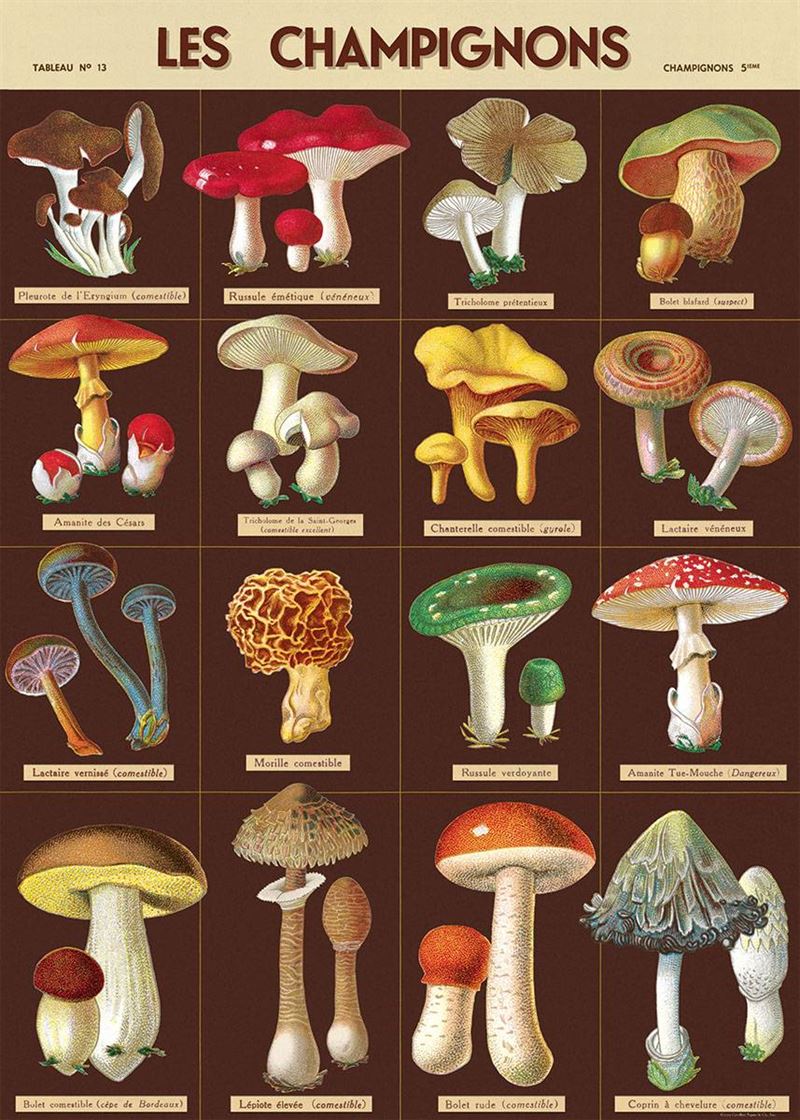 Poster - Les Champignons