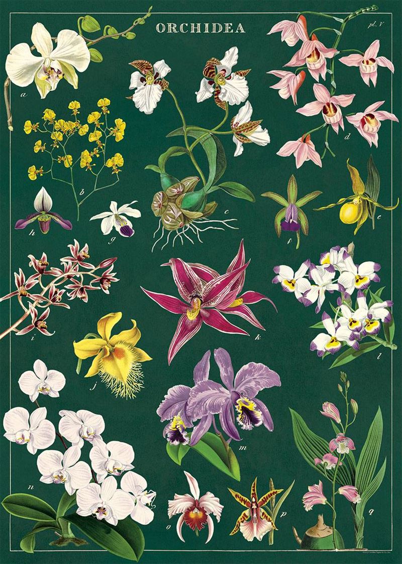 Poster - Orchids
