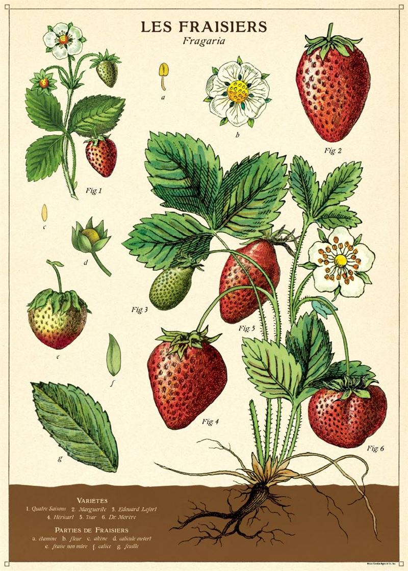 Poster - Strawberries