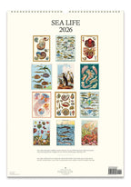Wall Calendar - Sea Life