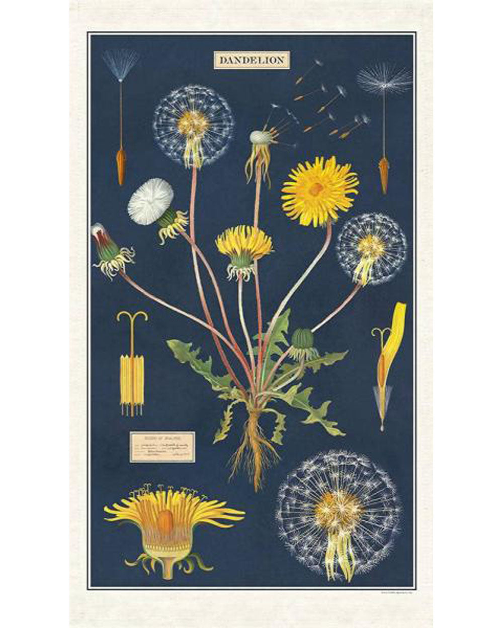 Tea Towel - Dandelion