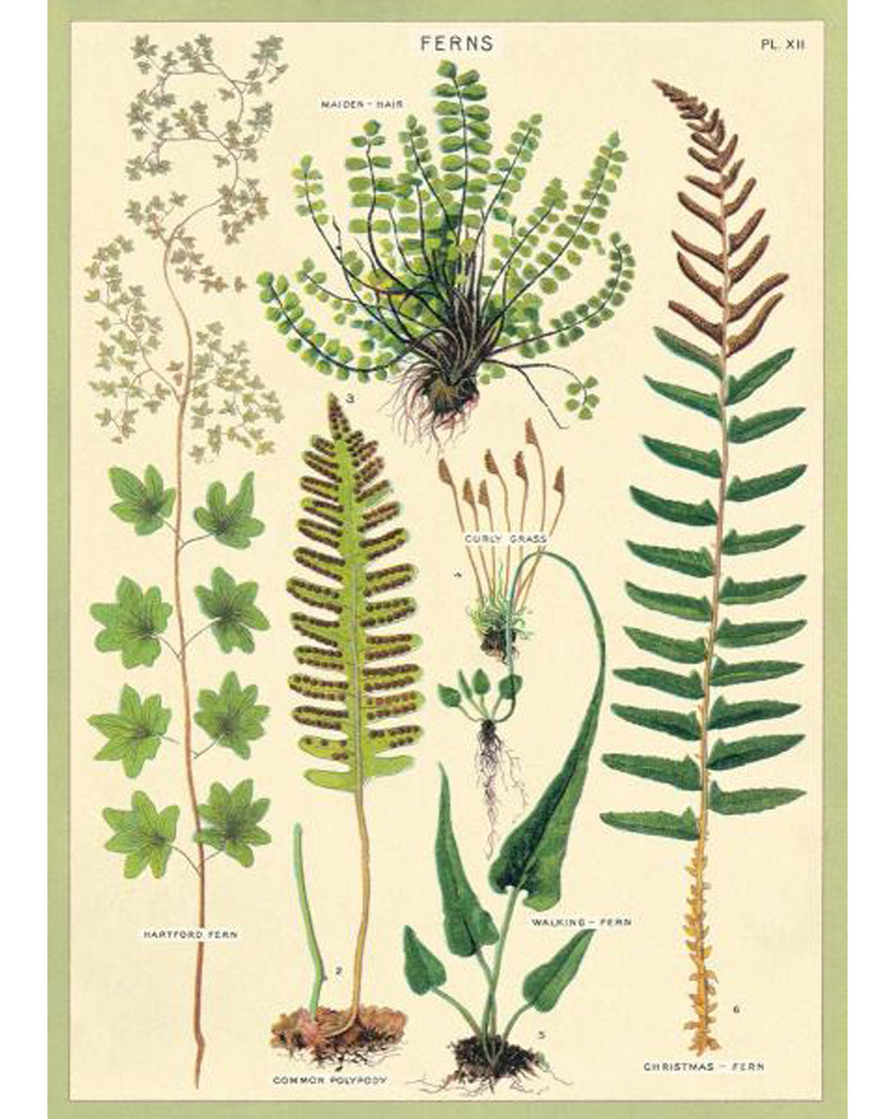 Wrap - Ferns (C)