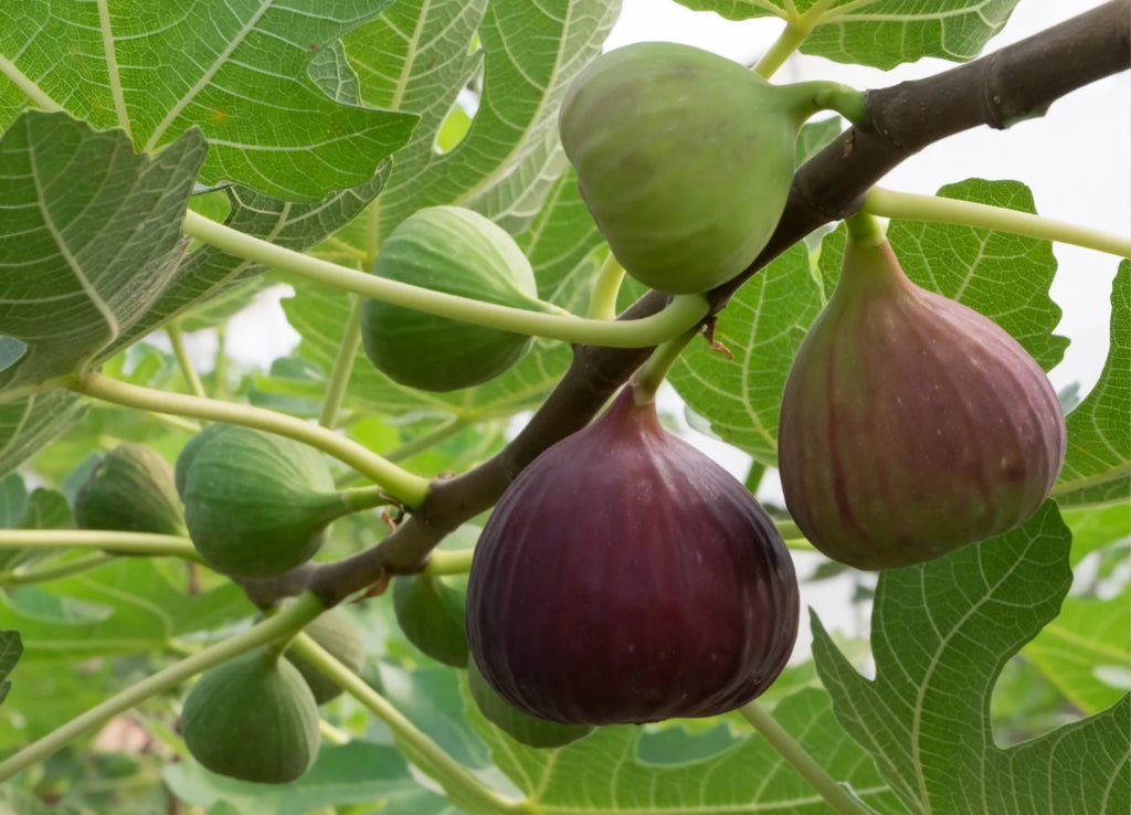Fig | Beeswax Candle