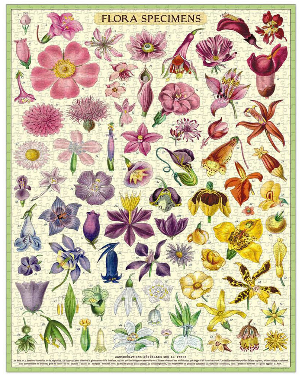 Jigsaw Puzzle - Flora Specimens
