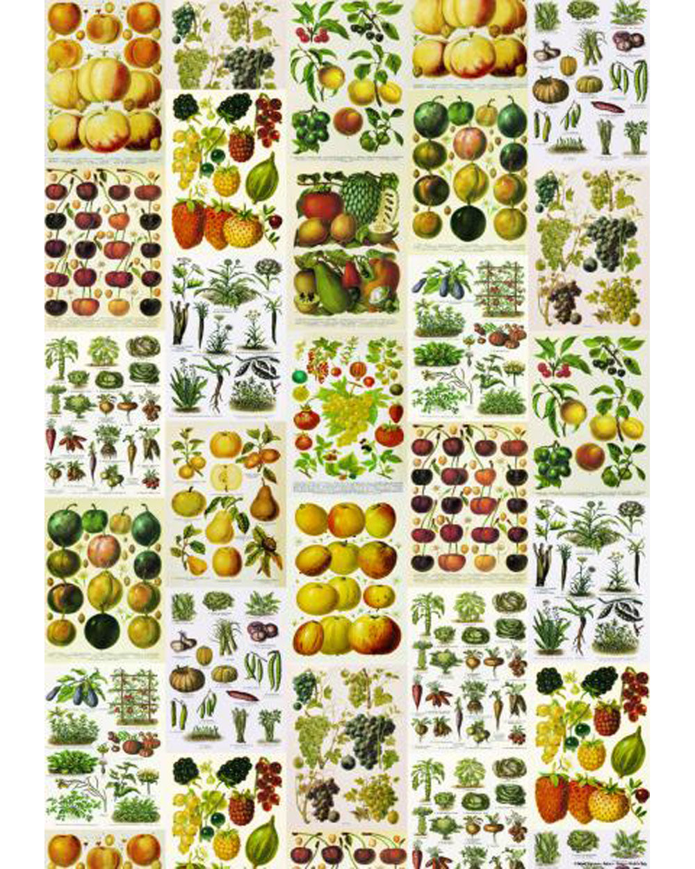 Wrap - Frutta e Verdura