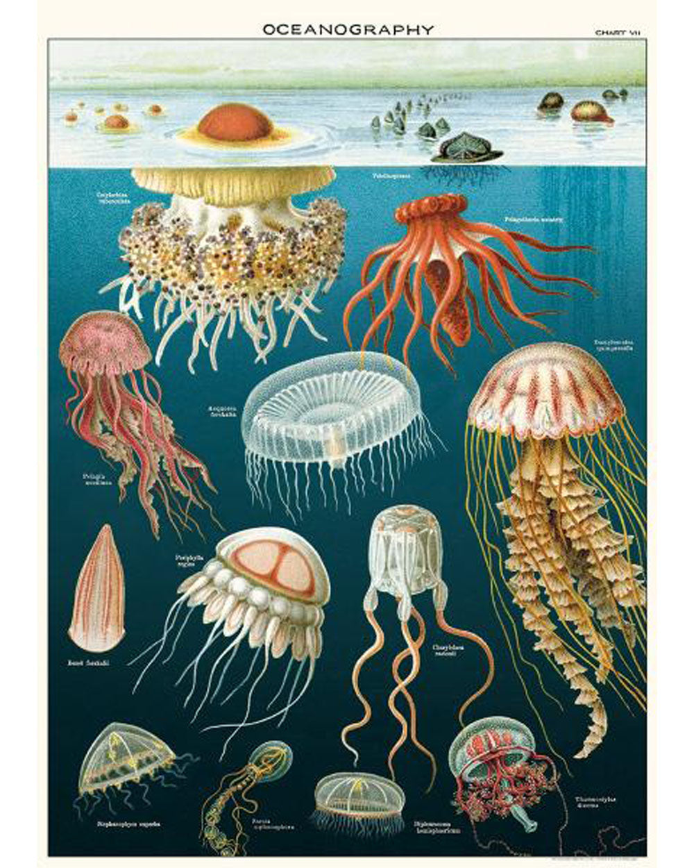 Wrap - Jellyfish