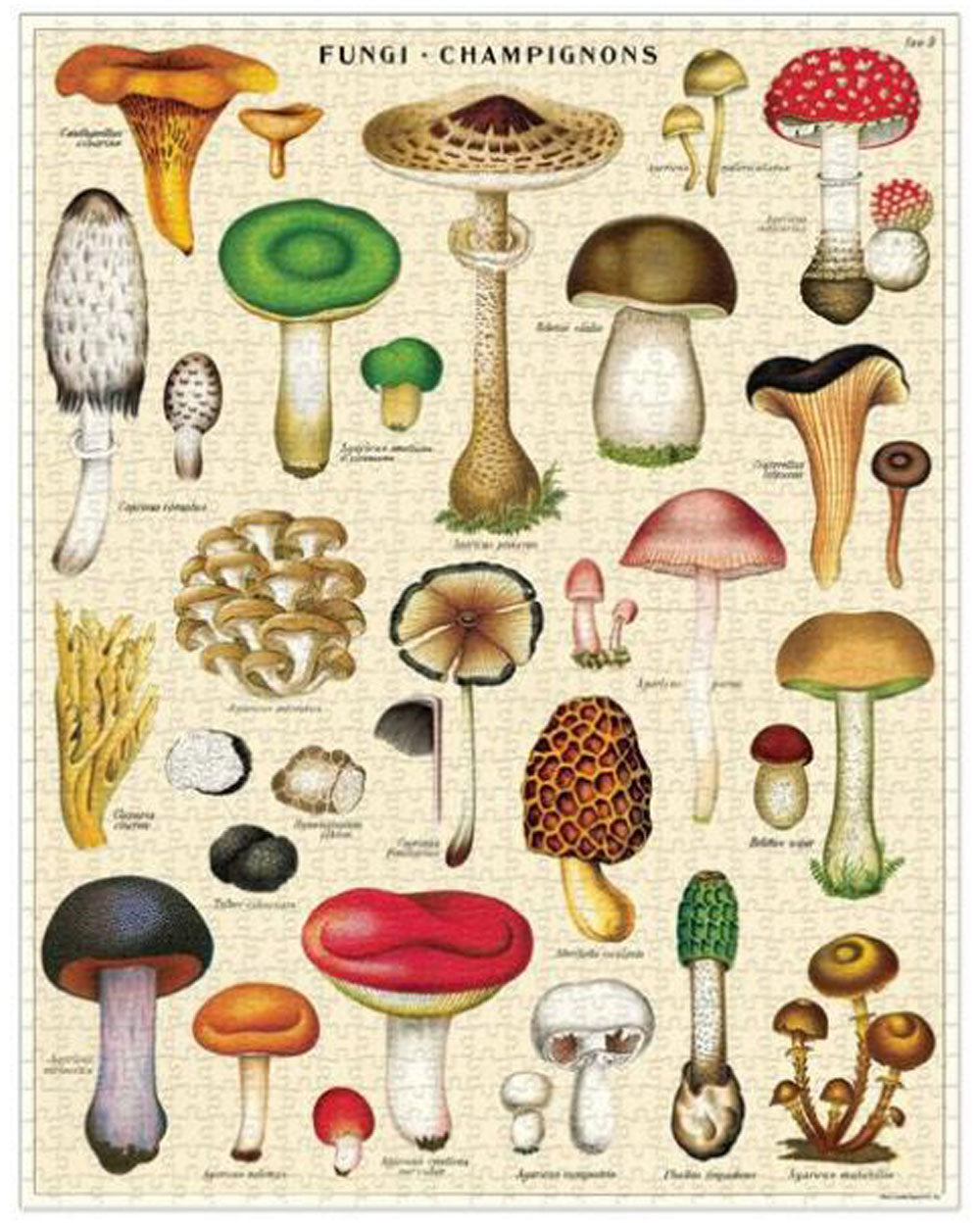 Jigsaw Puzzle - Mushrooms