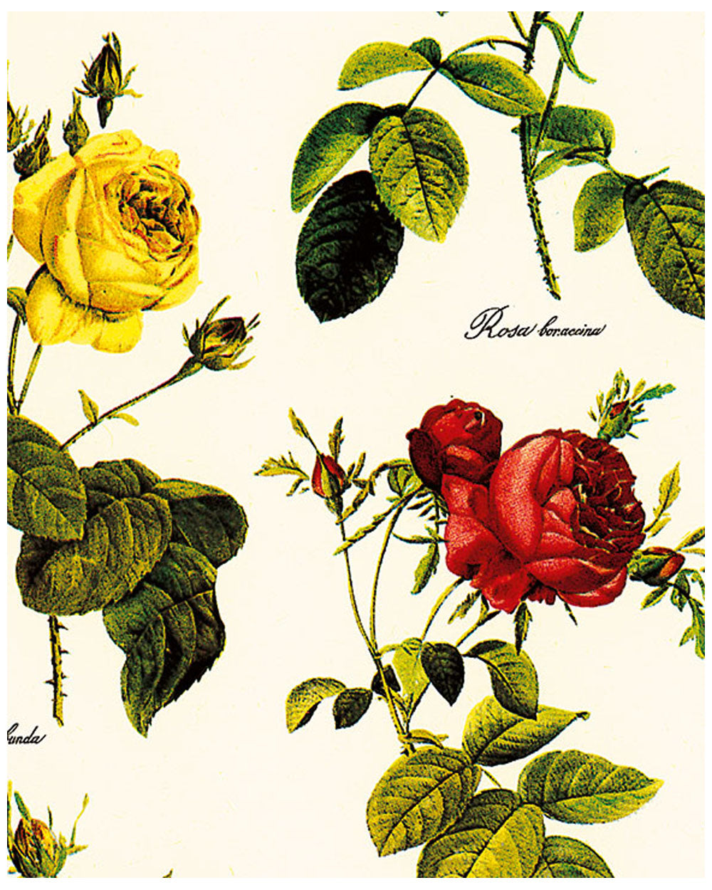 Wrap - Roses