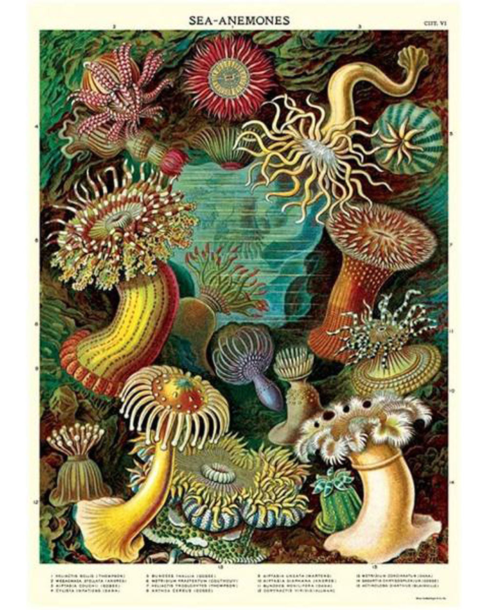 Sea Anemones