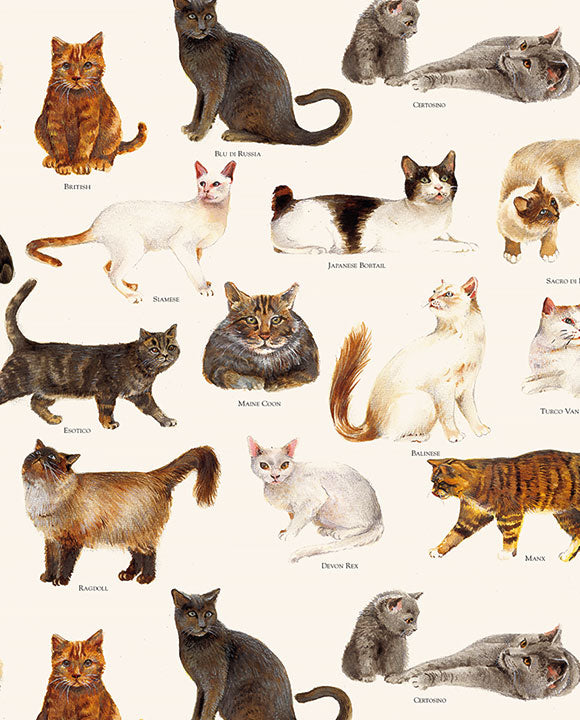 Wrap - Cats