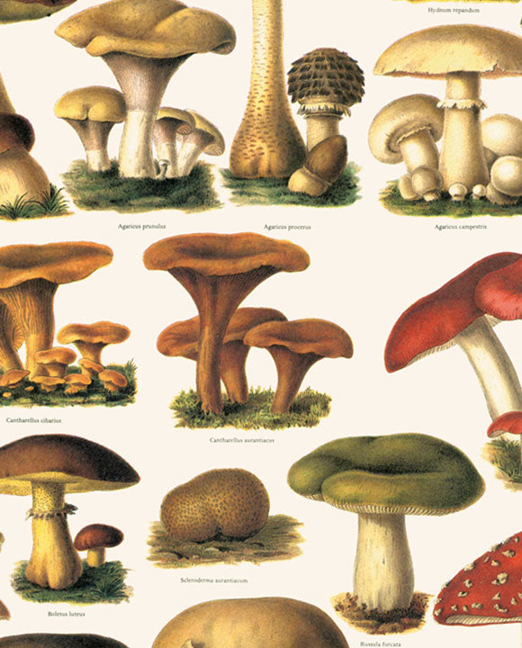 Wrap - Funghi