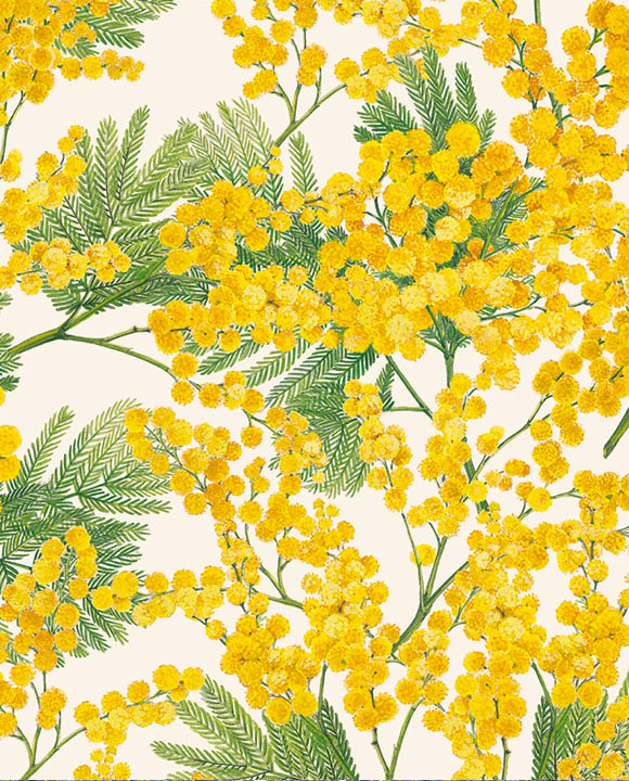 Wrap - Mimosa