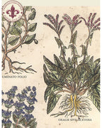 Wrap - Aromatic Herbs