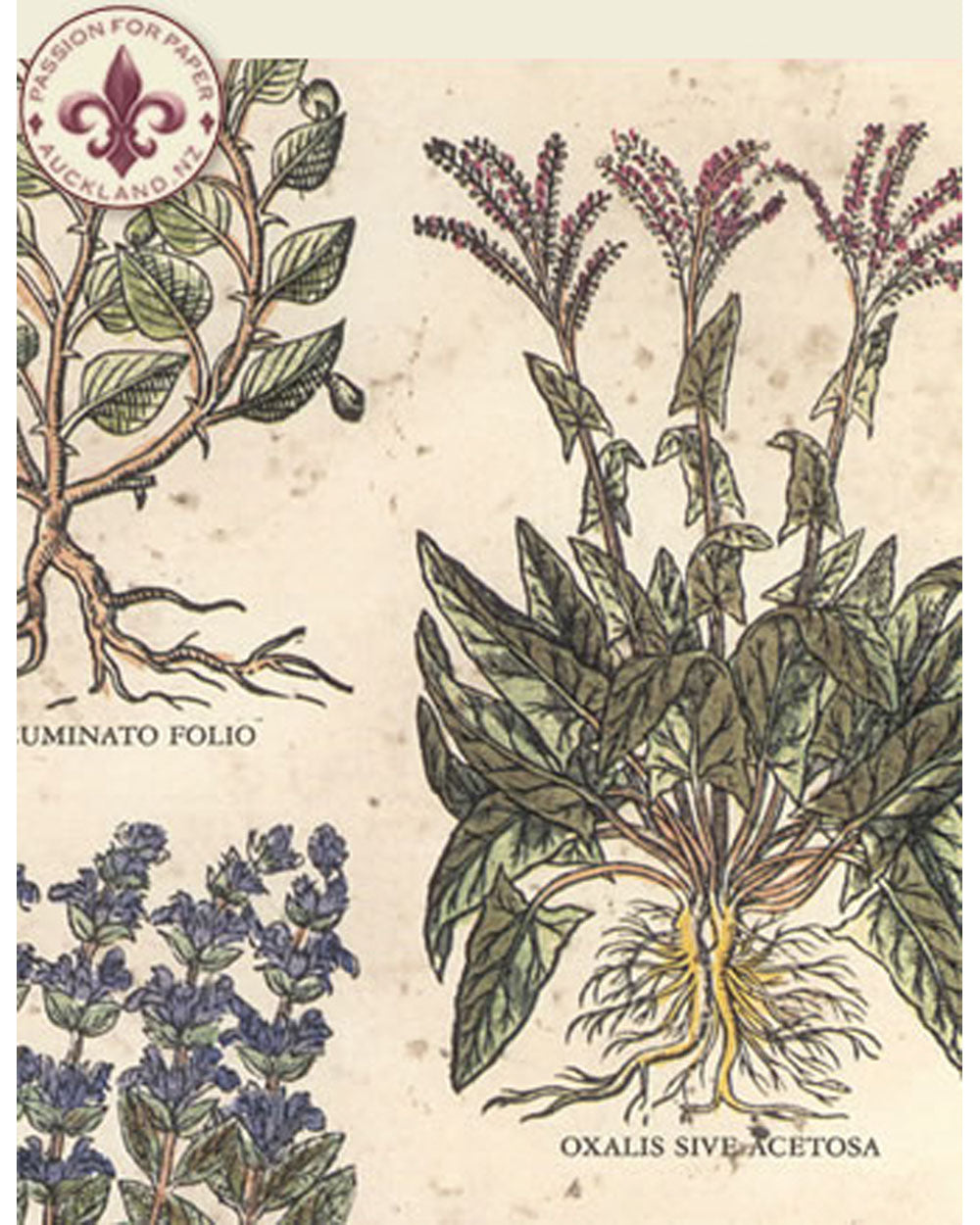 Wrap - Aromatic Herbs
