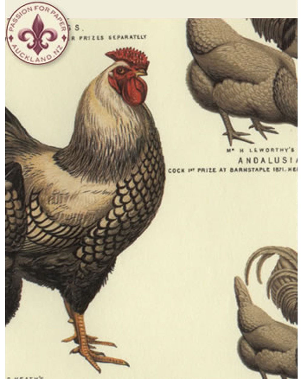Tea Towel - Chickens & Roosters